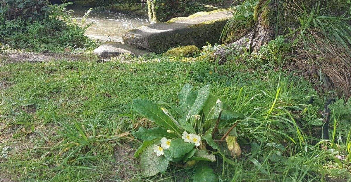 Primula acaulis xunto ao paseo do río Toxal