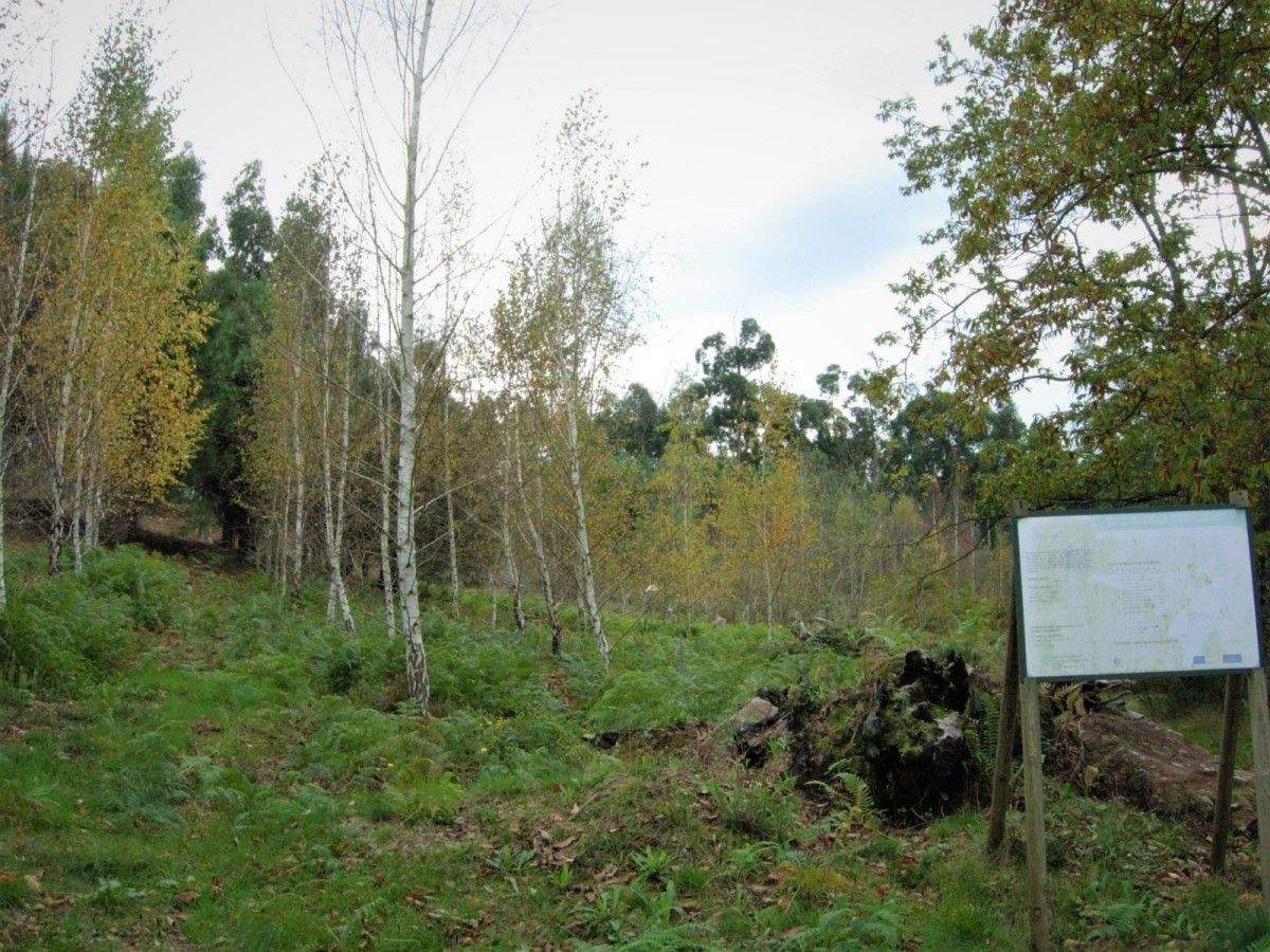 Unha parcela na que traballa o Centro de investigación forestal de Lourizán 