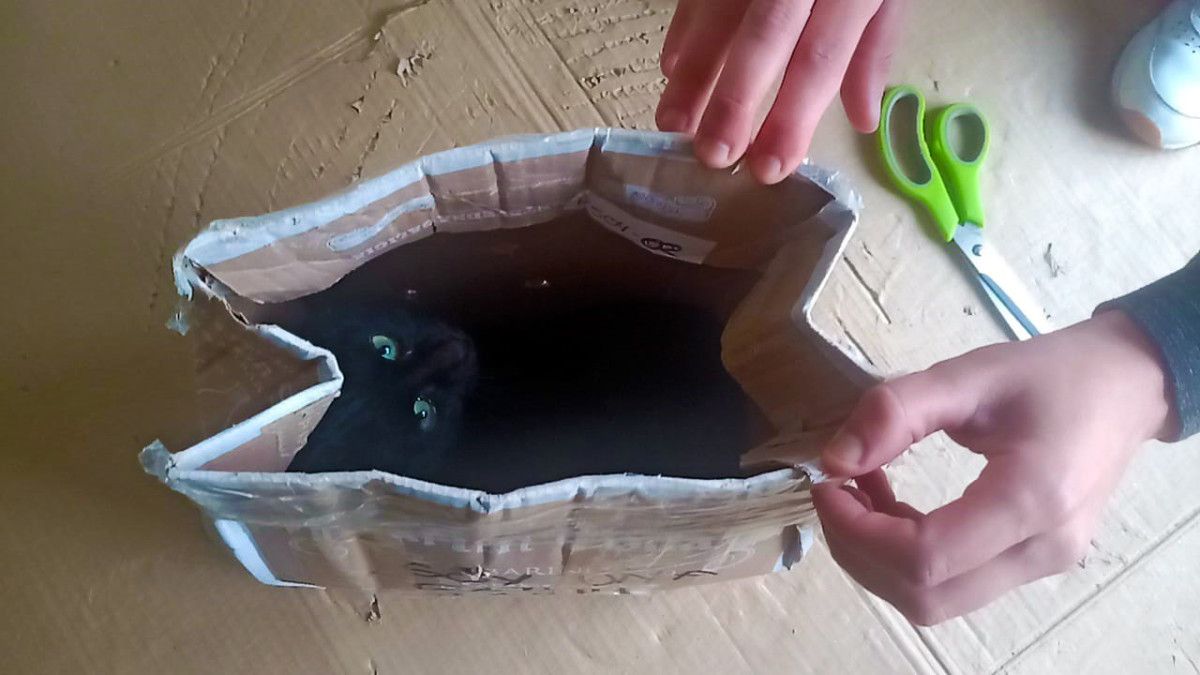 Abandonan unha gata nunha bolsa precintada