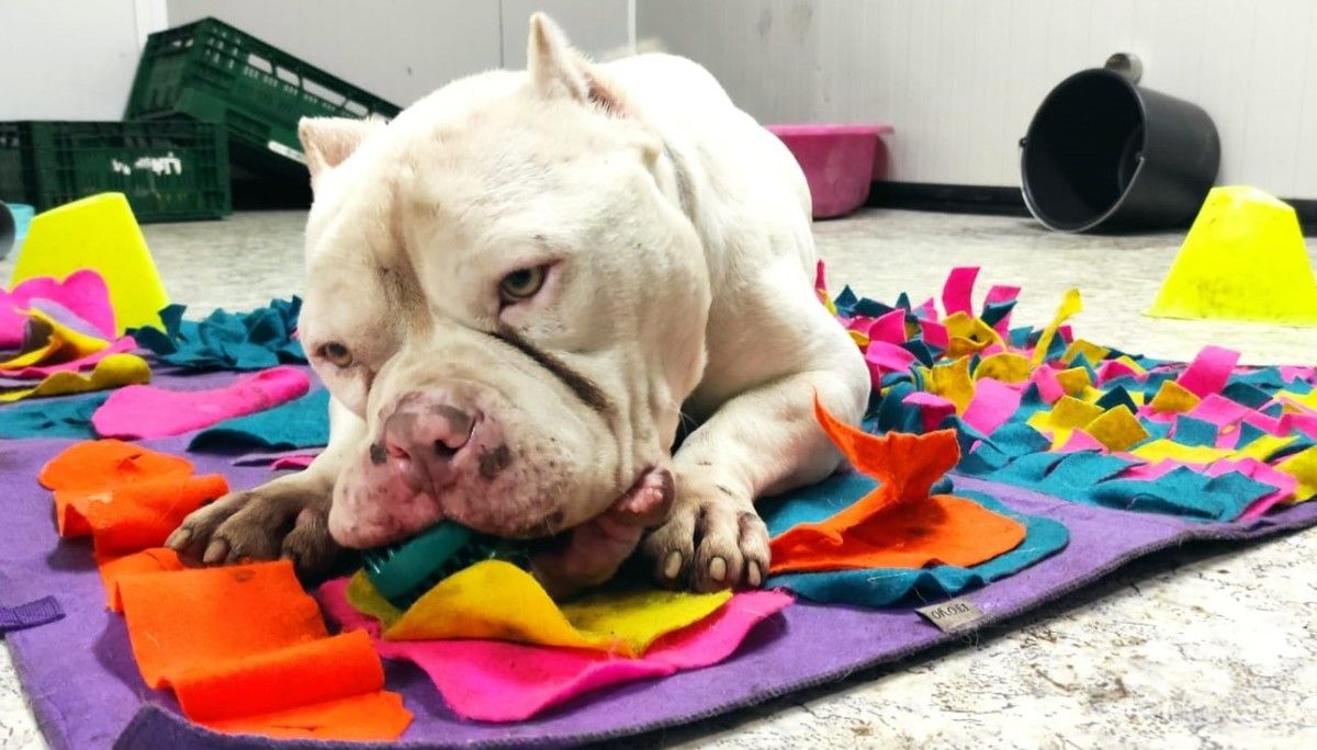 Klaus está atendido pola Asociación 3PA e require adopción
