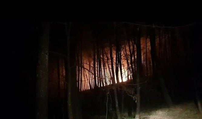 Lume forestal en Portas
