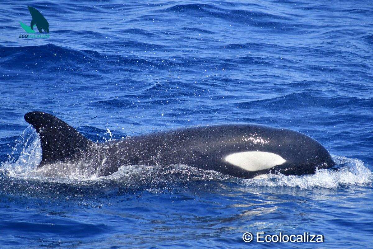 Orca