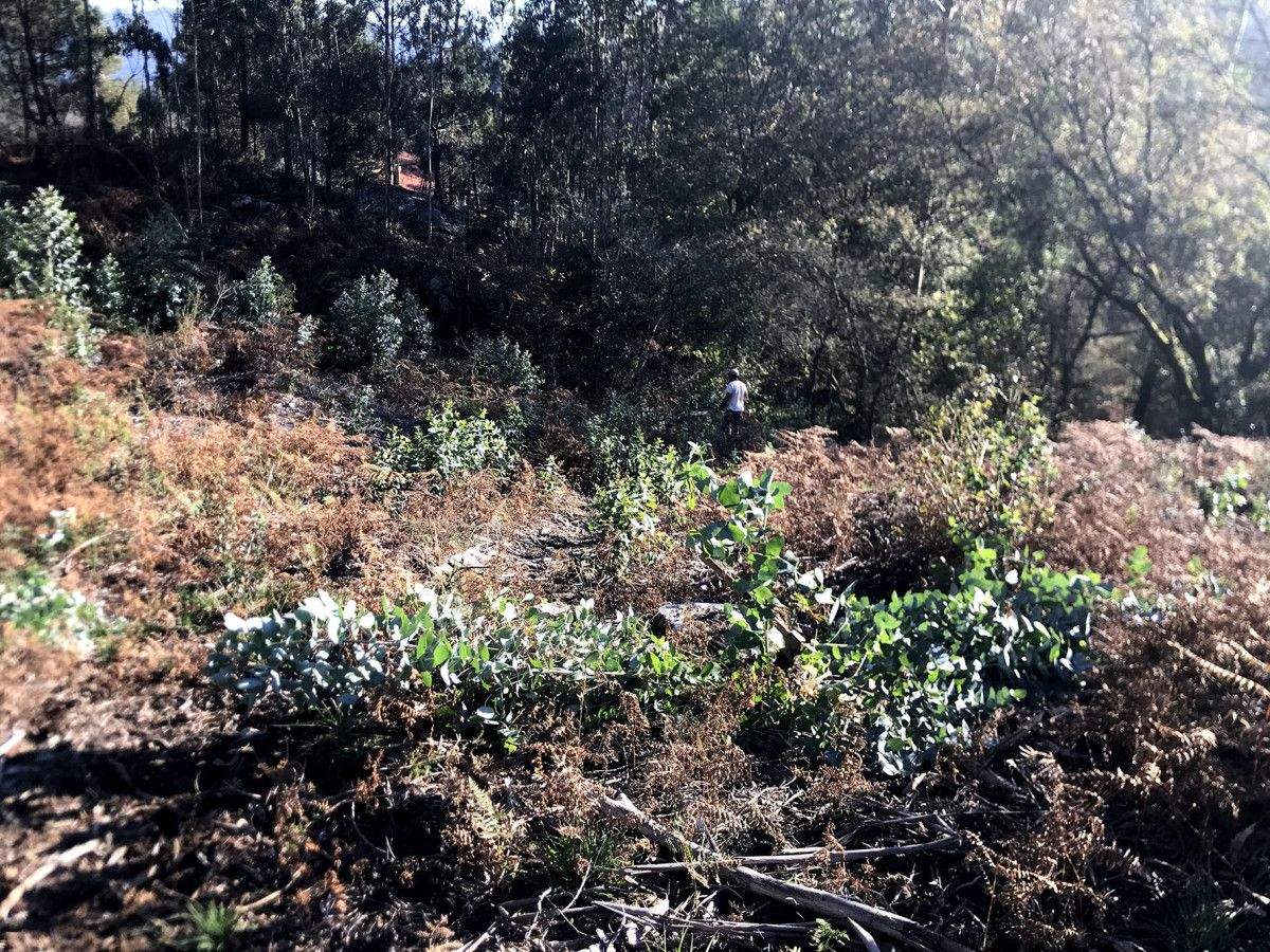 Limpieza de eucaliptos en los montes de Vilaboa