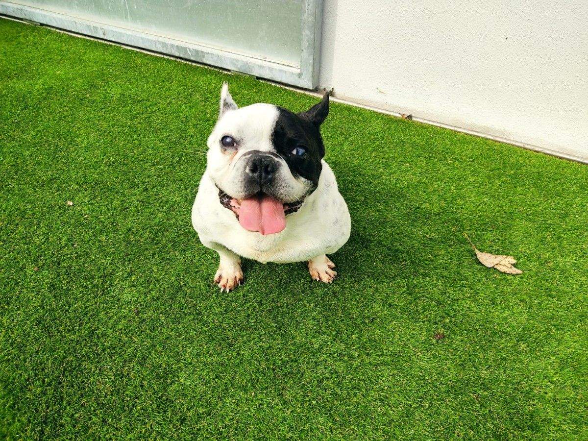 Rulo, o bulldog francés operado de hernia discal