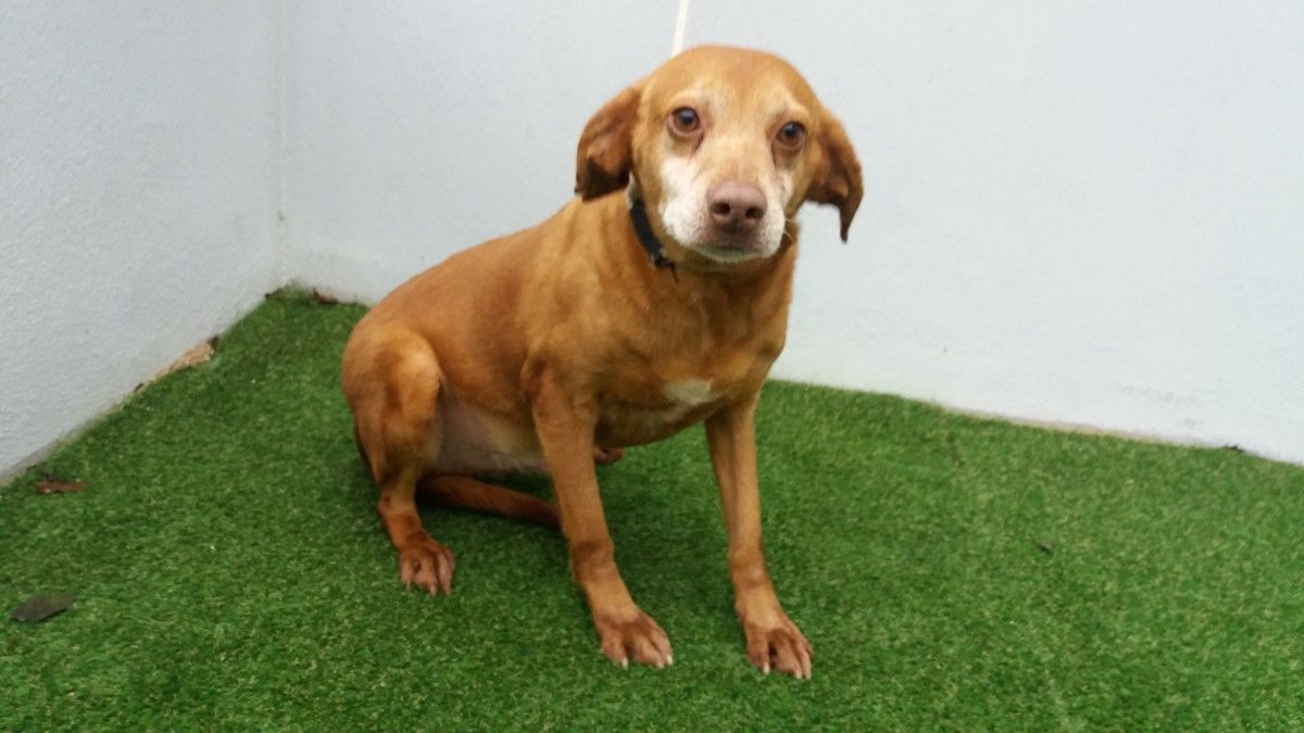 Castor, can veterano, que foi adoptado na última semana no CAAN