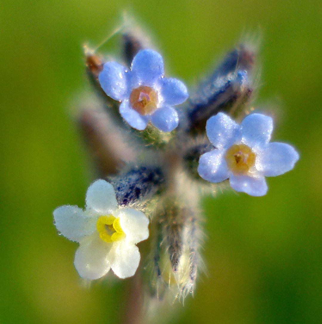 Orella de rato, Myosotis discolor