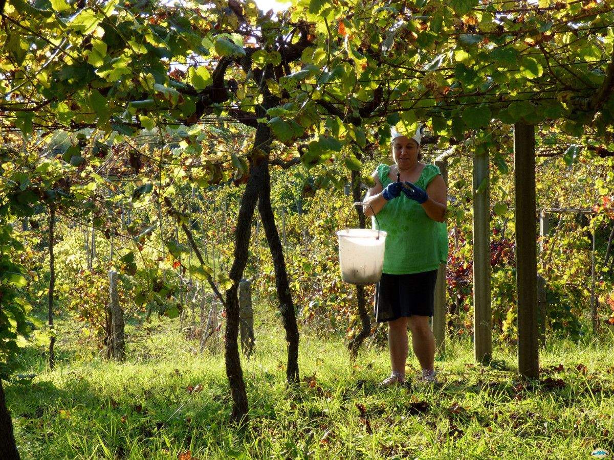 Vendimia en Rías Baixas