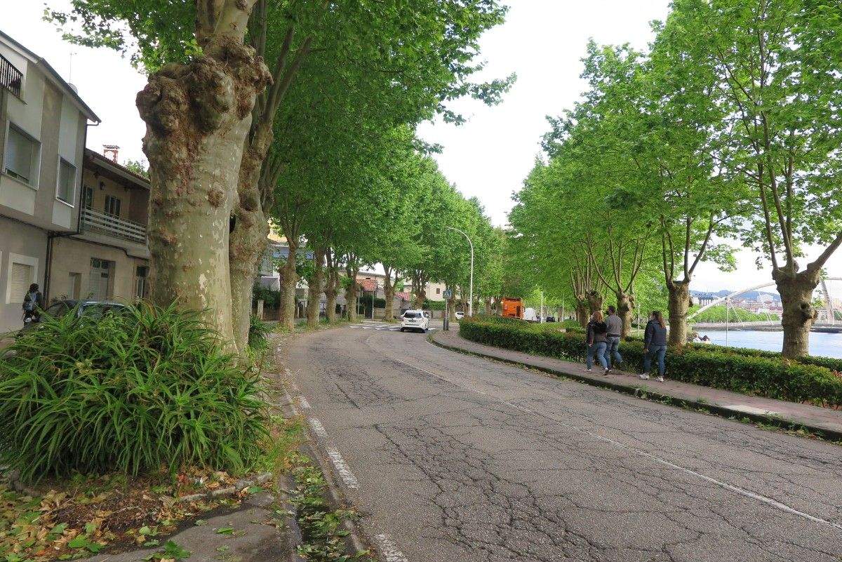 Plataneros da Avenida de Bos Aires