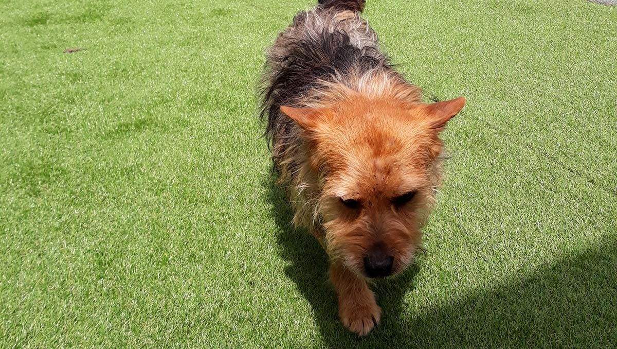 "Cabo", o can rescatado en Sanxenxo