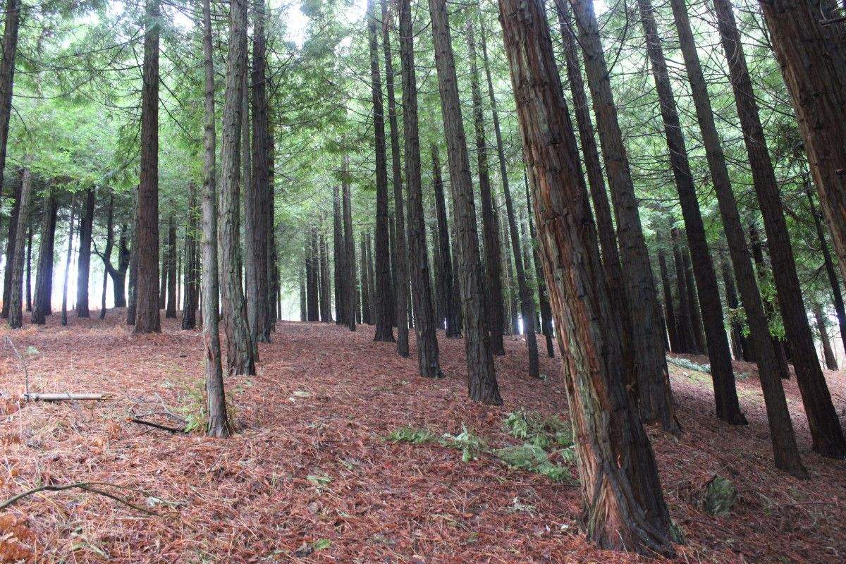 Bosque de secuoias