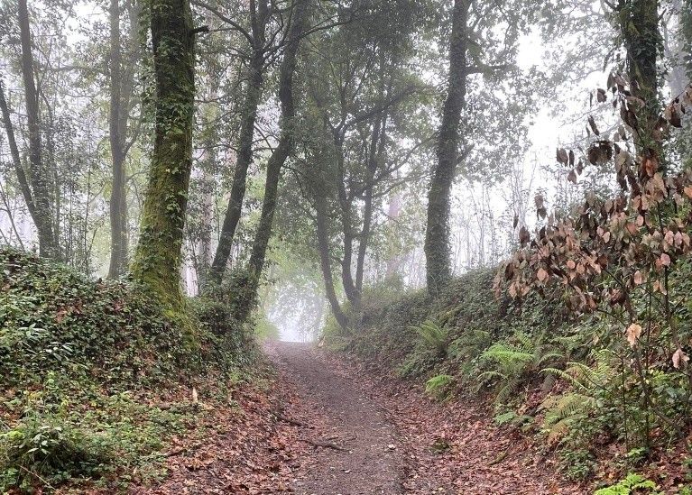 Camiño rural en Vilaboa