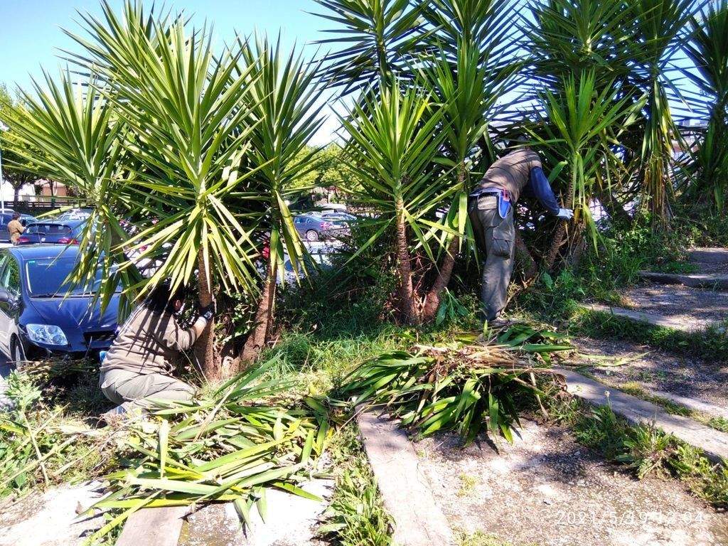 Alumnado do Obradoiro de Emprego "Os Camiños do Camiño" traballa nos espazos verdes de Caldas de Reis