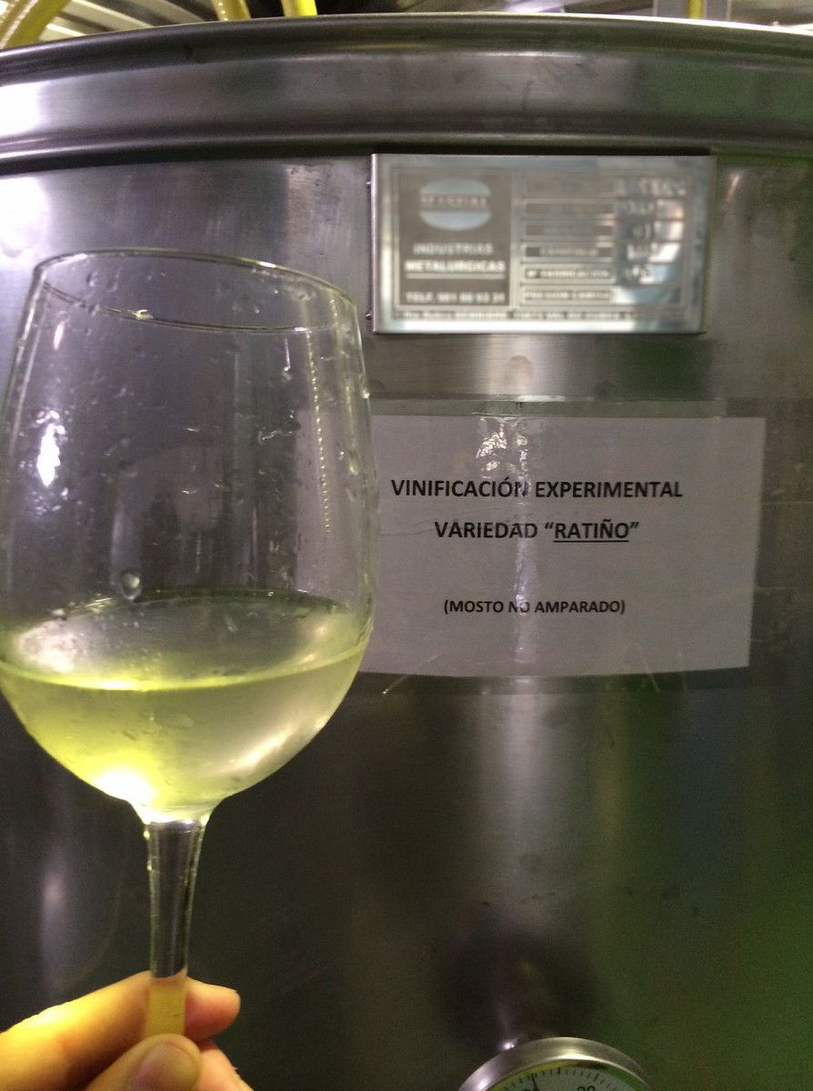 Vinificación experimental de la variedad autóctona "ratiño"