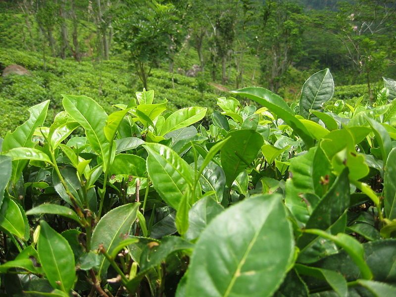 Plantación de Camellia Sinensis