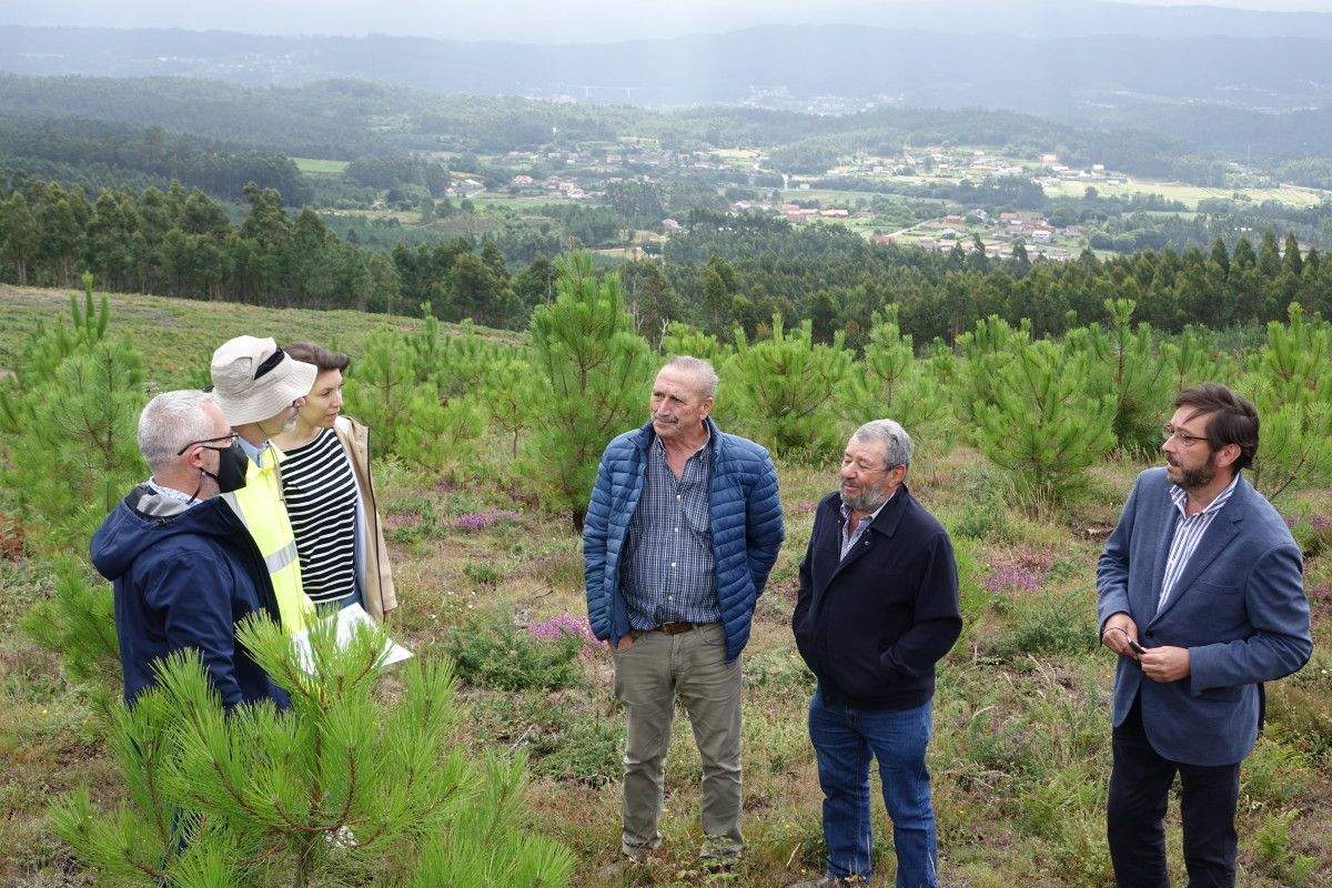 Repoboación nos montes de Caldas de Reis