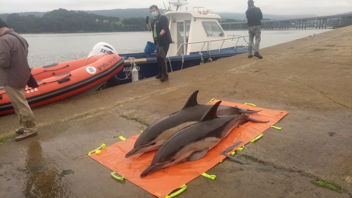 Dispositivo para liberar cuatro delfines varados en la ensenada de Cespón, en la Ría de Arousa