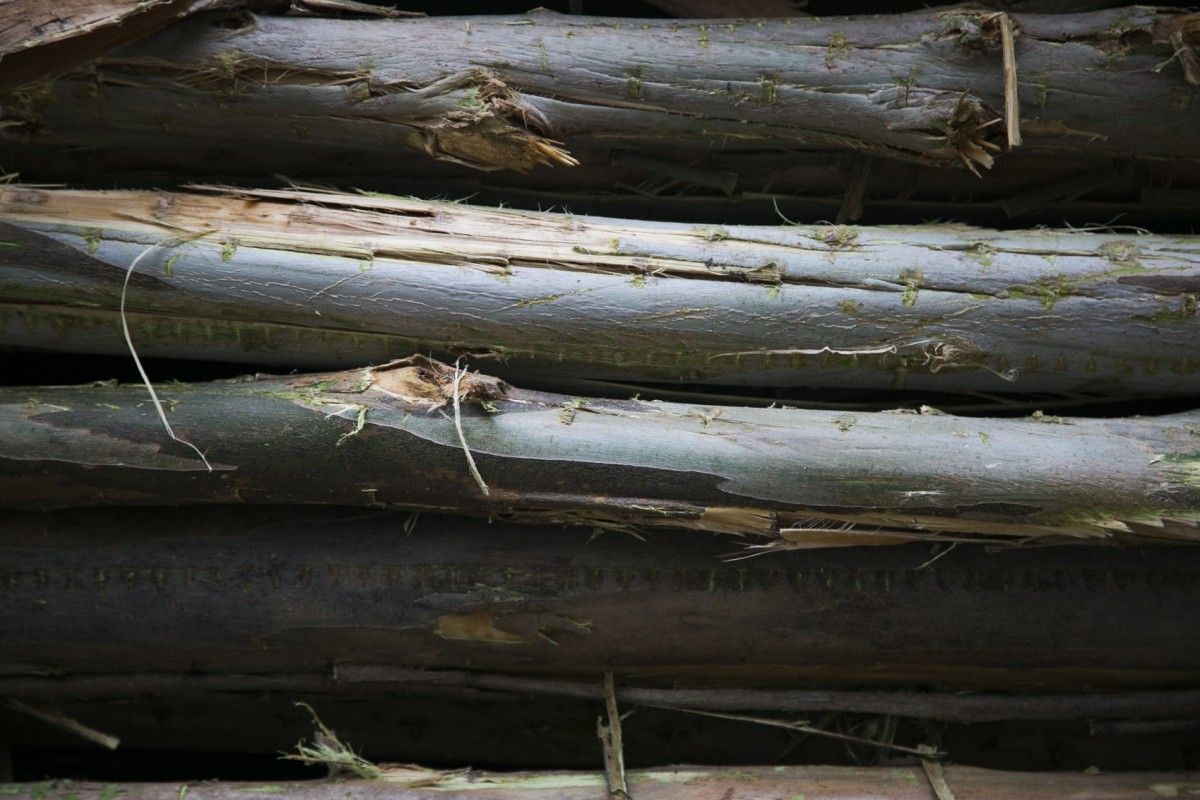 A produción forestal é un claro exemplo de bioeconomía circular e sostible
