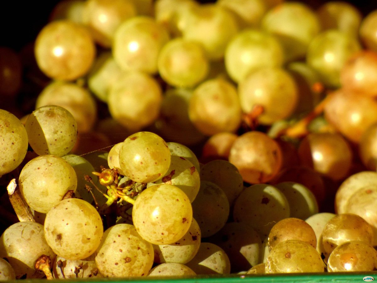 Uvas de albariño