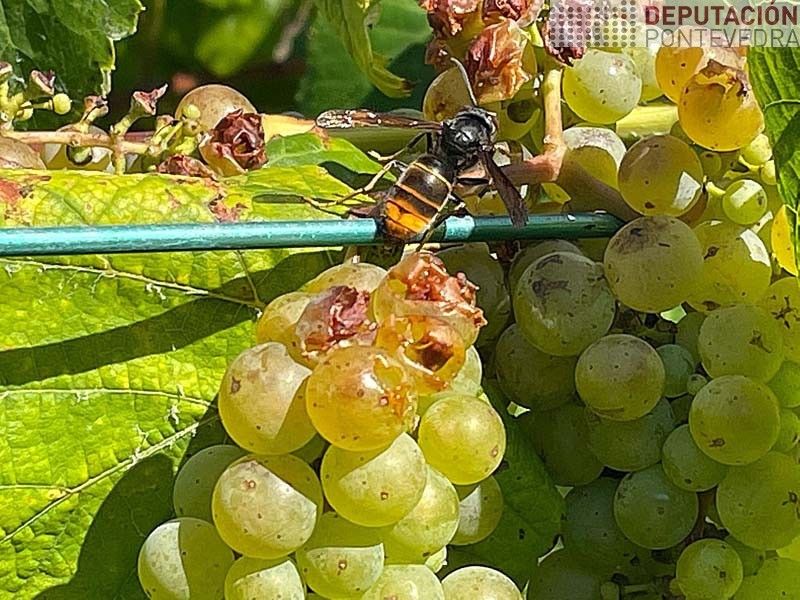 Empiezan a ser visibles daños por la avispa asiática Empiezan a ser visibles daños por la avispa asiática