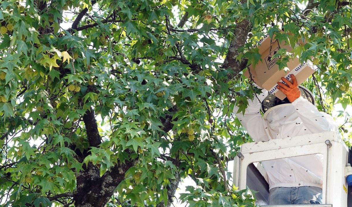 Retirada de un enjambre de abejas en la praza da Verdura