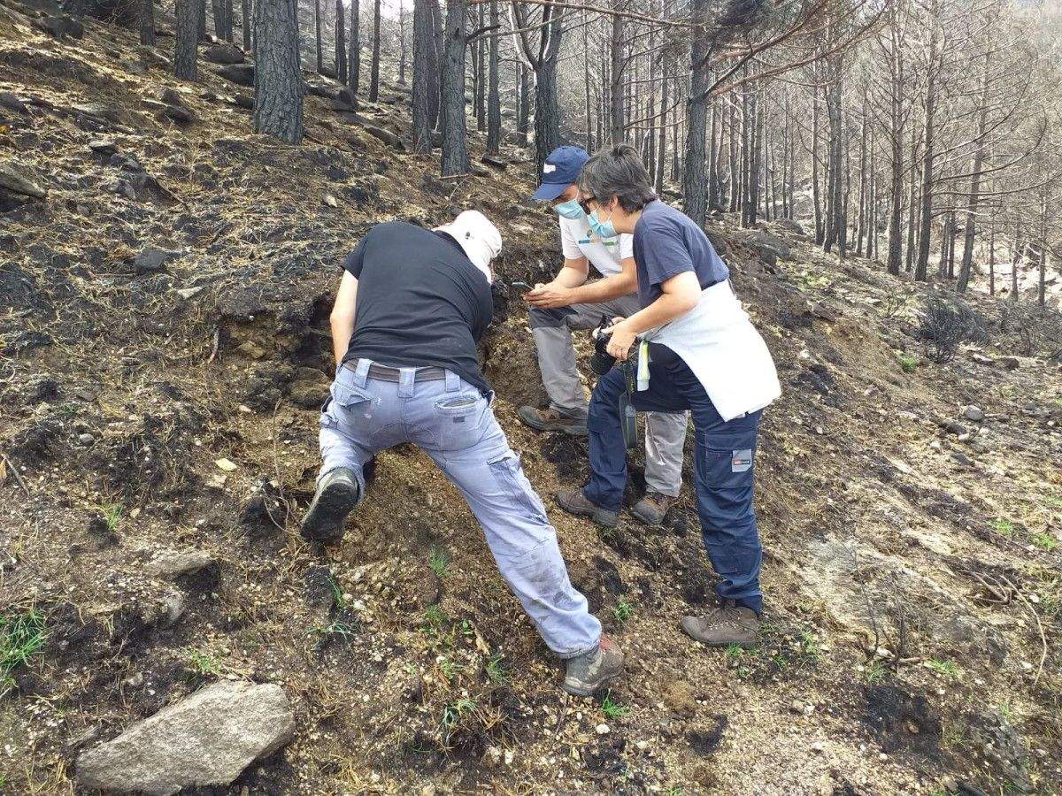 Investigadores do CIF de Lourizán no incendio de Navalacruz, en Ávila