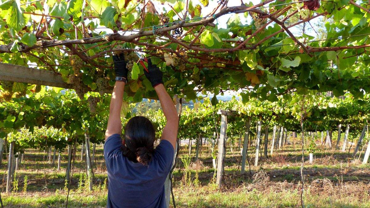 Vendima na DO Rías Baixas