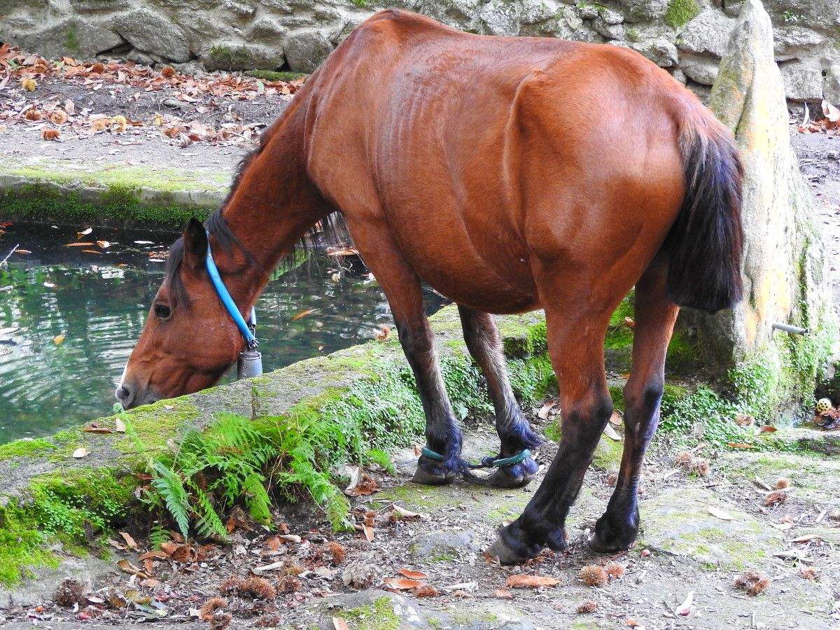Yegua con las patas delanteras atadas en O Morrazo