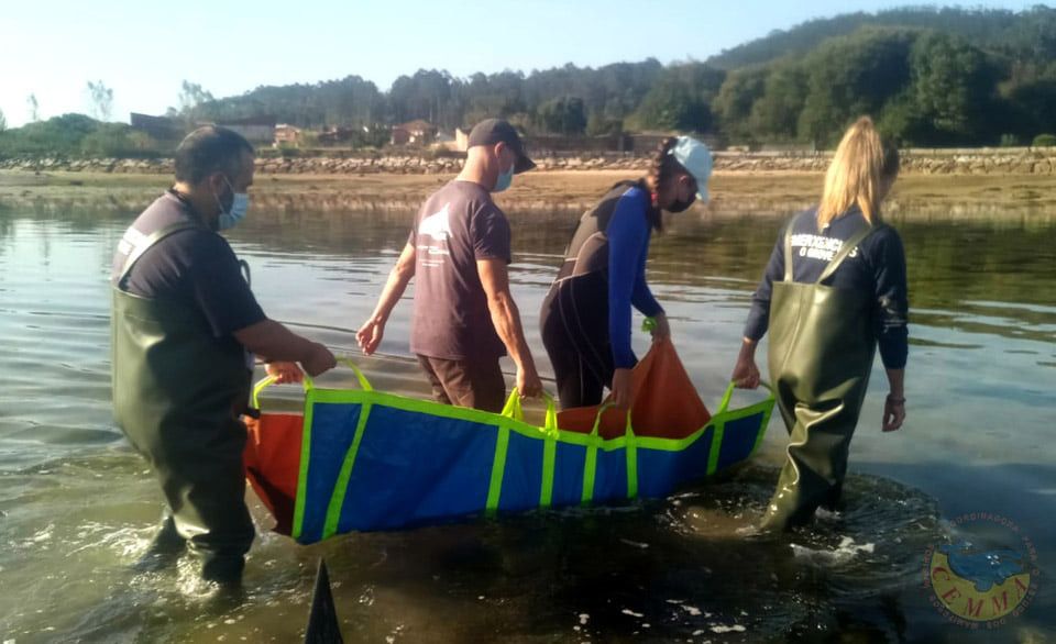 Rescate de dos delfines comunes varados en O Grove