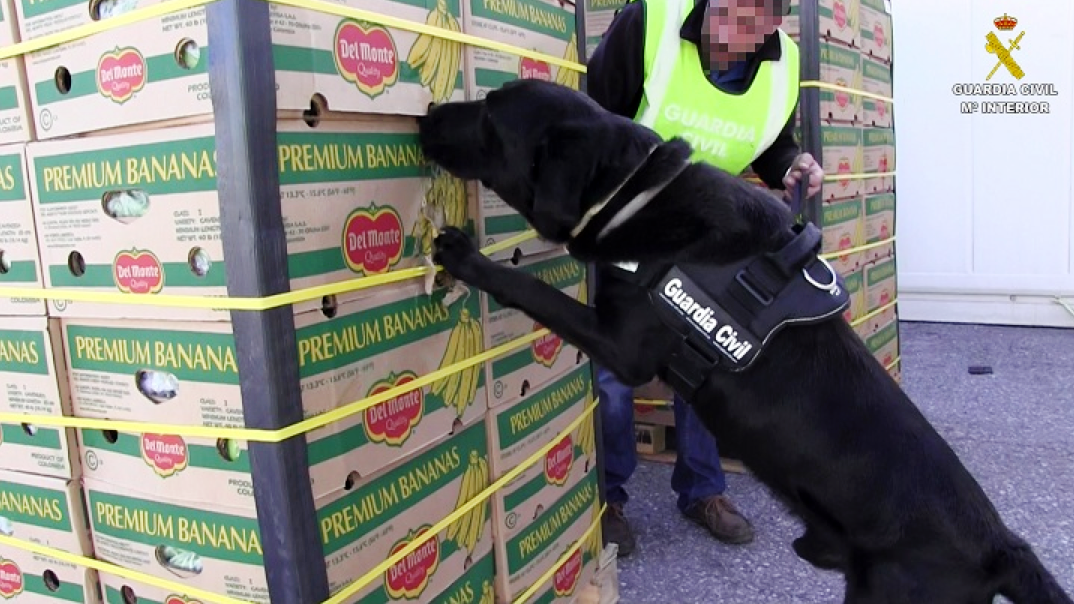 Un can detector de droga da Garda Civil revisa un palé de plátanos no que apareceu cocaína no porto de Marín