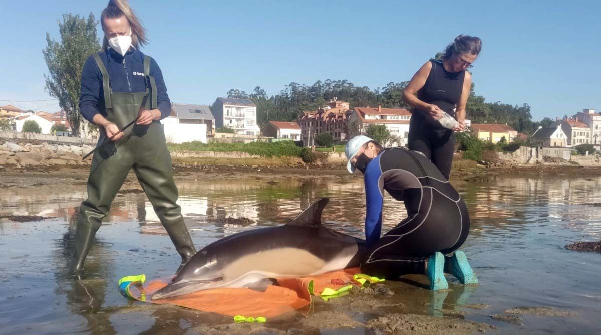 Delfín varado en O Grove