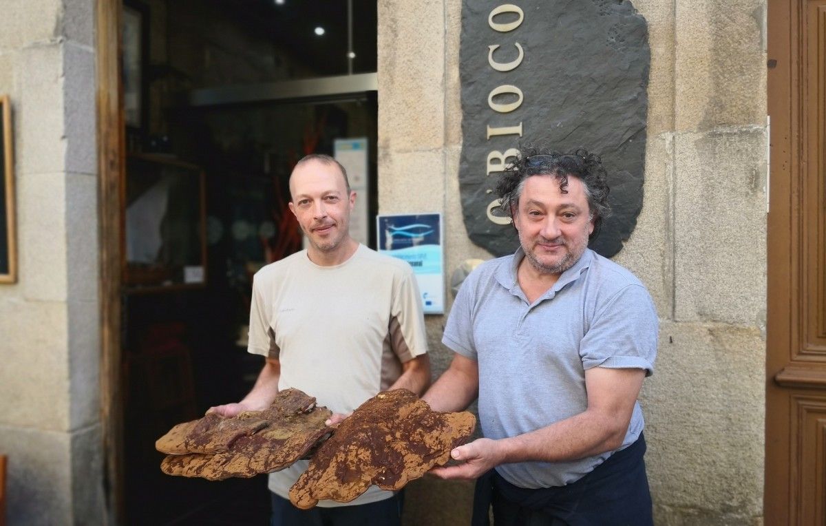 Fungo 'ganoderma resinacium' atopado na Caeira