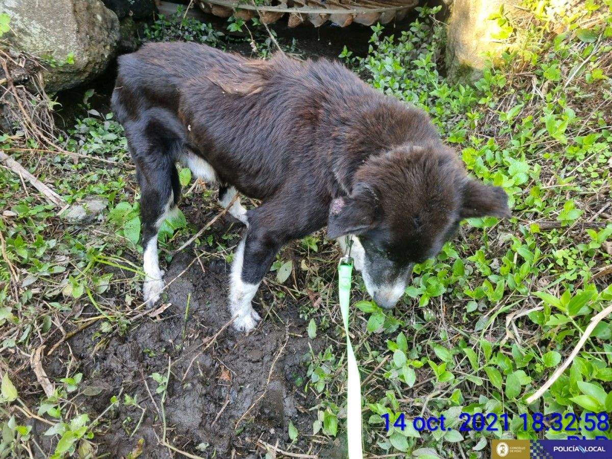 Perro rescatado nun barrizal