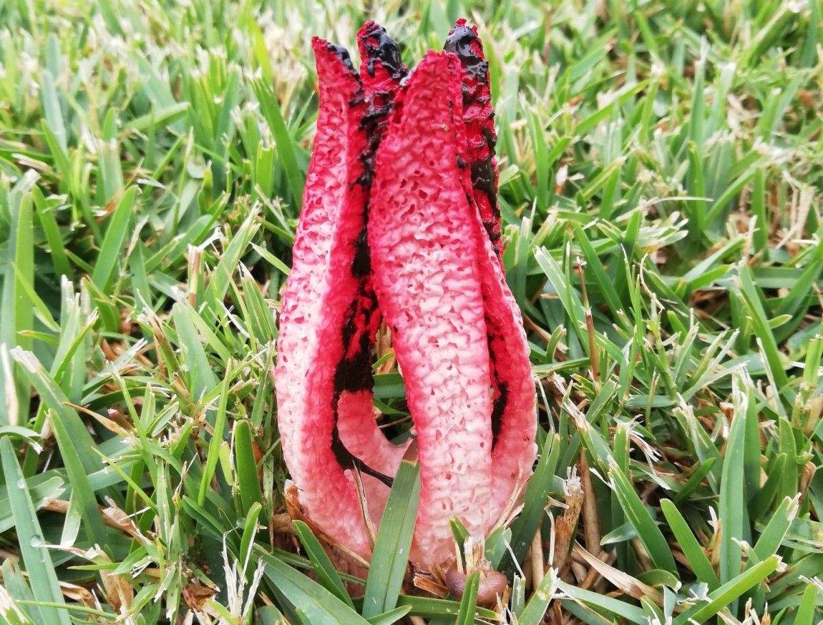 Fungo Os dedos do diaño (Clathrus archeri)