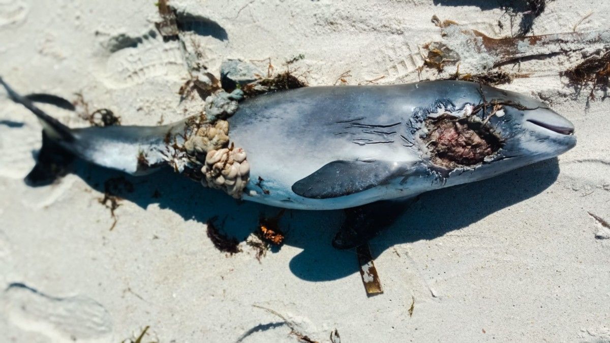Cría de ballena muerta encontrada en la playa de Pazariñas, en Sanxenxo