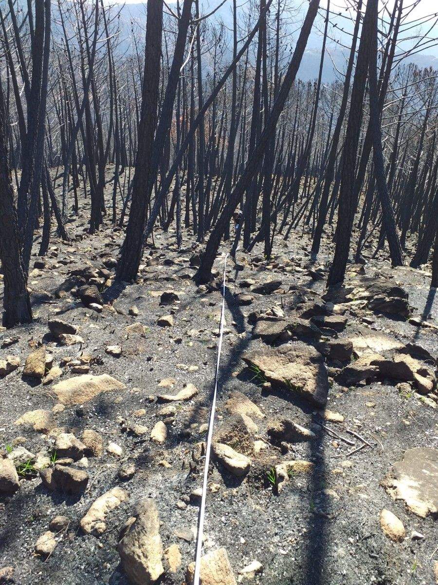 Investigadores do Centro de Investigación Forestal de Lourizán analizan o impacto do incendio