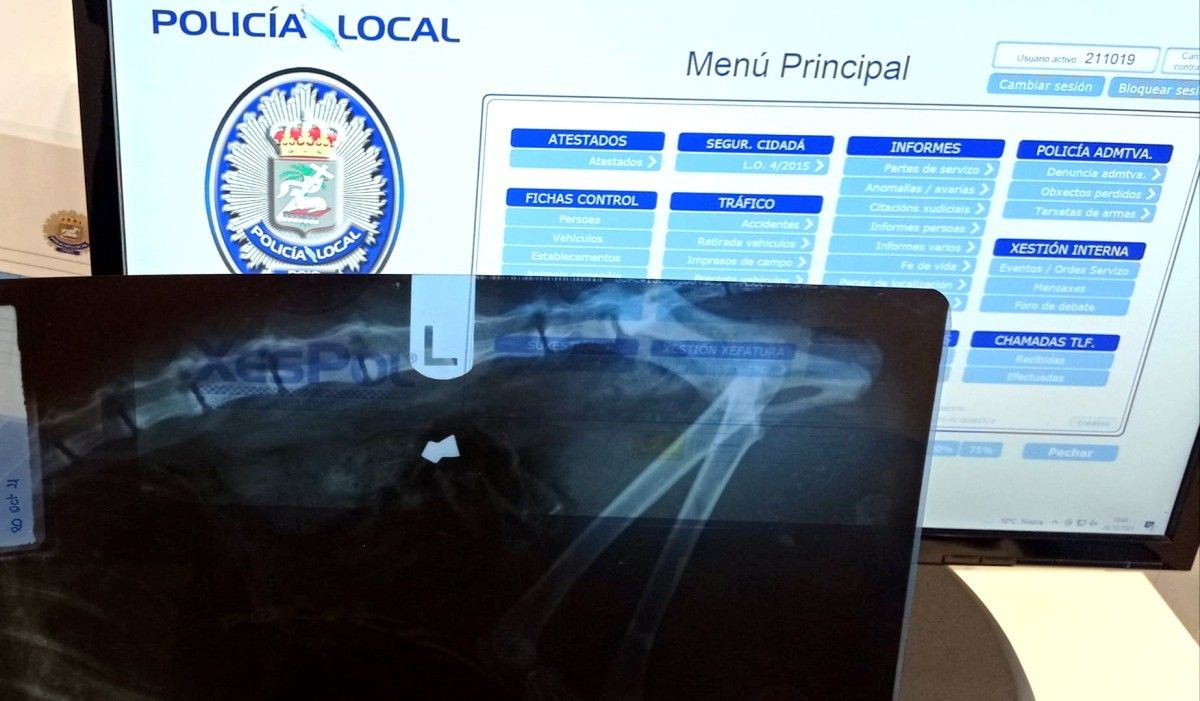 Radiografía onde se observa o balote no corpo do animal falecido