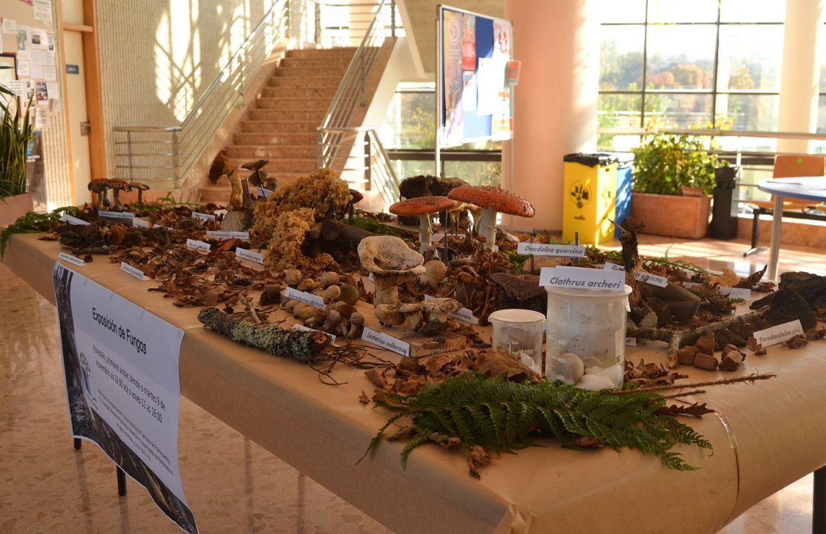 Unha exposición reúne no campus preto de 40 especies de fungos