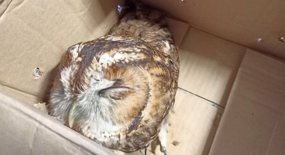 Avelaiona común atopada en Rosalía de Castro, en Pontevedra