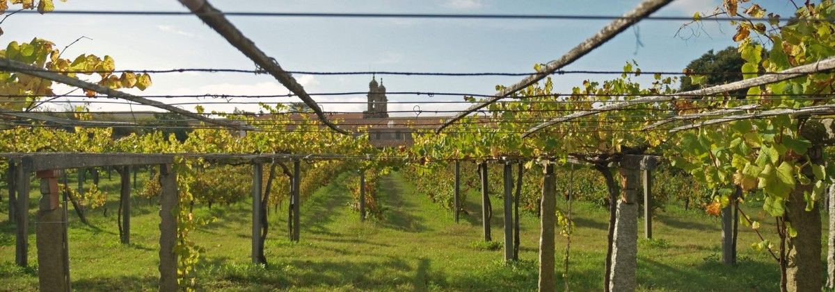 Viñedo de la bodega Mercedarios-Monasterio de Poio perteneciente a la IXP Ribeiras do Morrazo