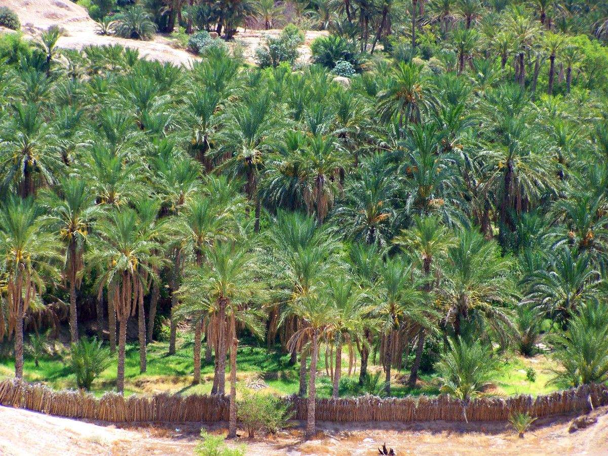 Palmeiral de Nefta