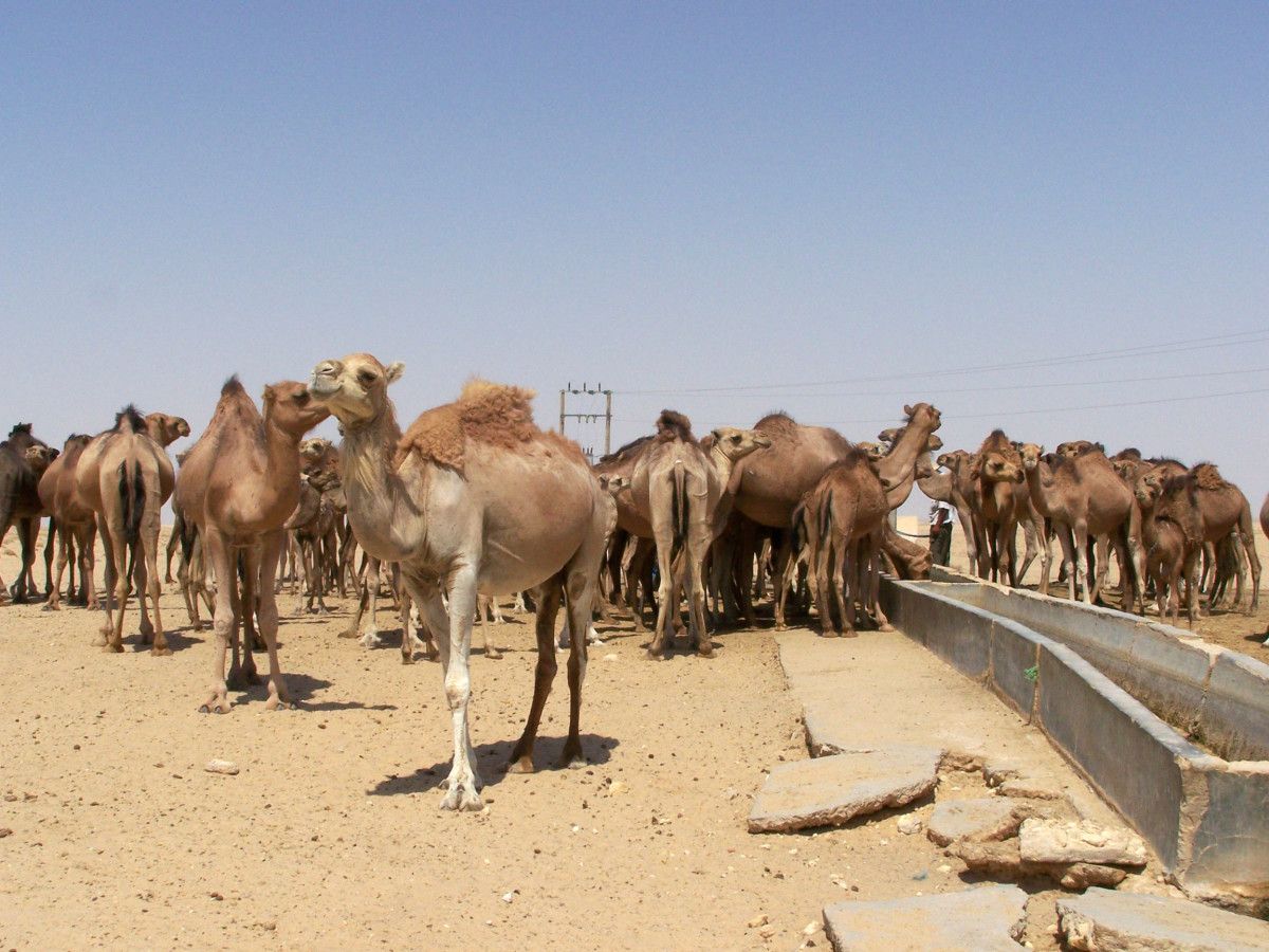 Rabaño de dromedarios no deserto