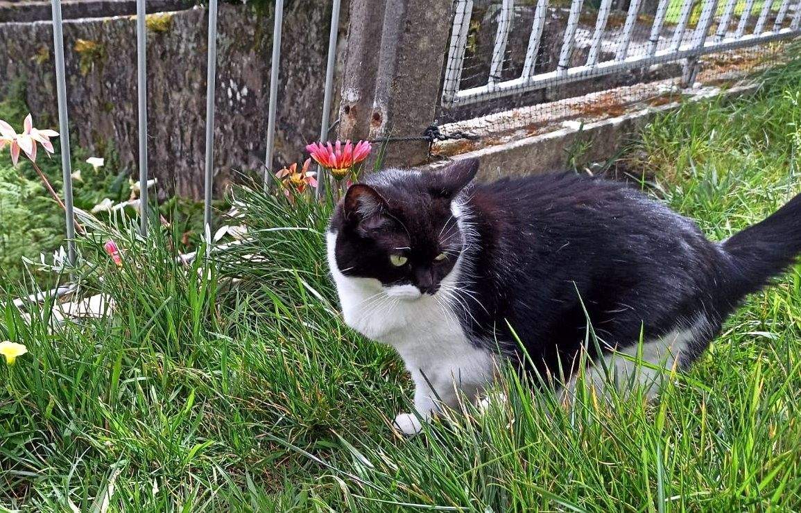 Gata