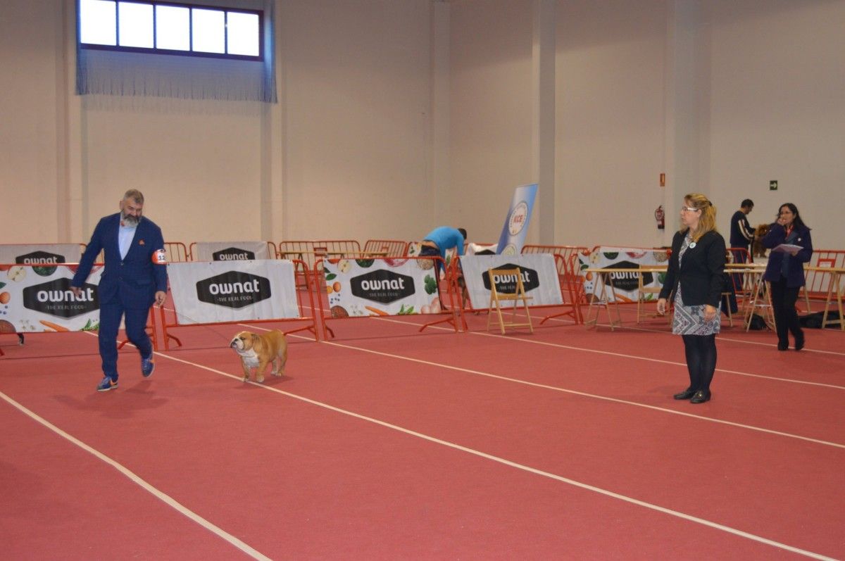 Exposición Nacional Canina de Ponte Caldelas