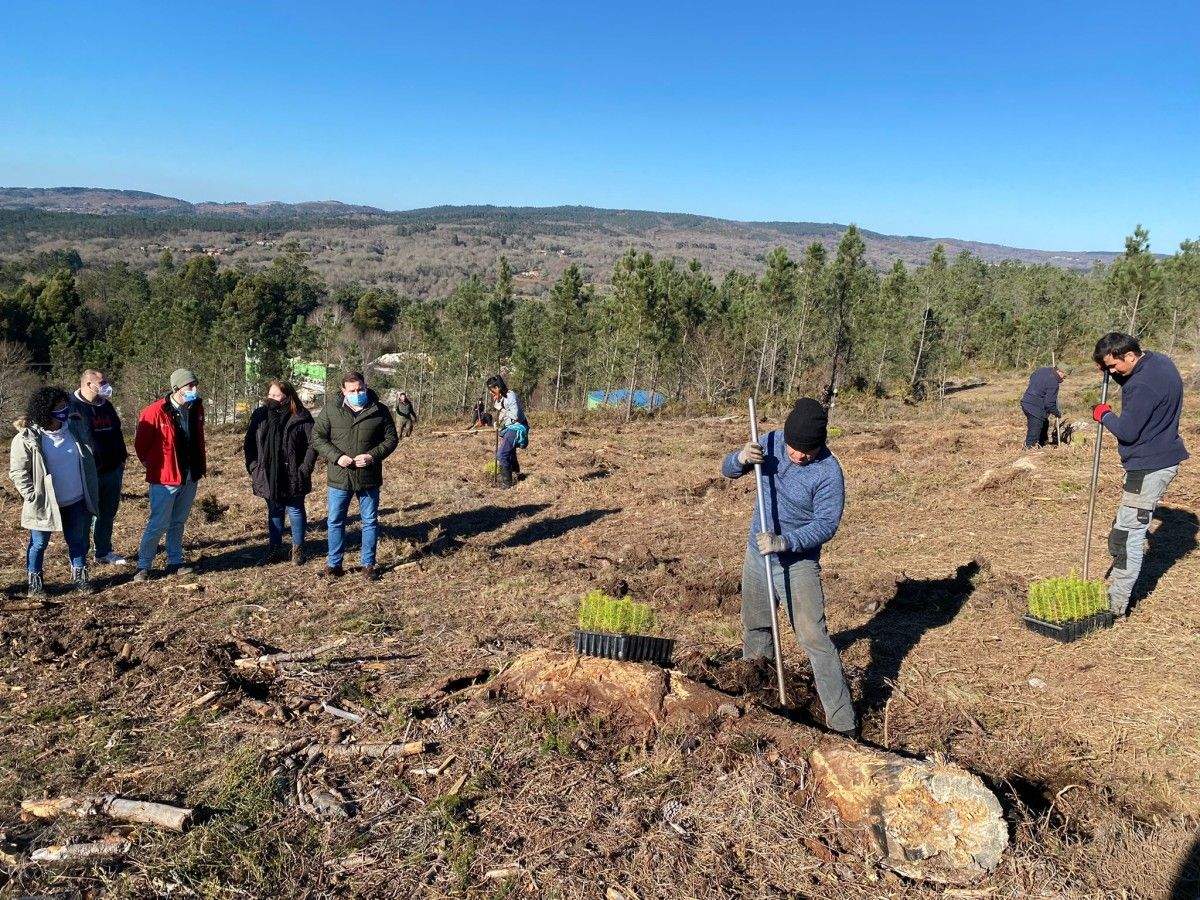 Plantación de árbores nun terreo arrasado polo lume en Covas