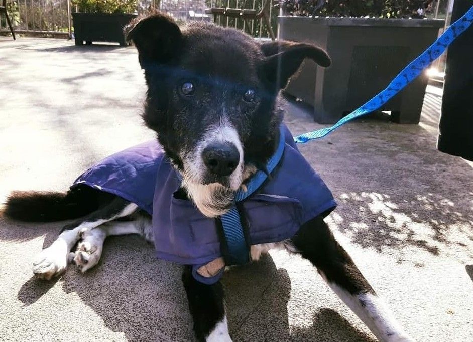 "Poli", un perro ciego rescatado en un barrizal