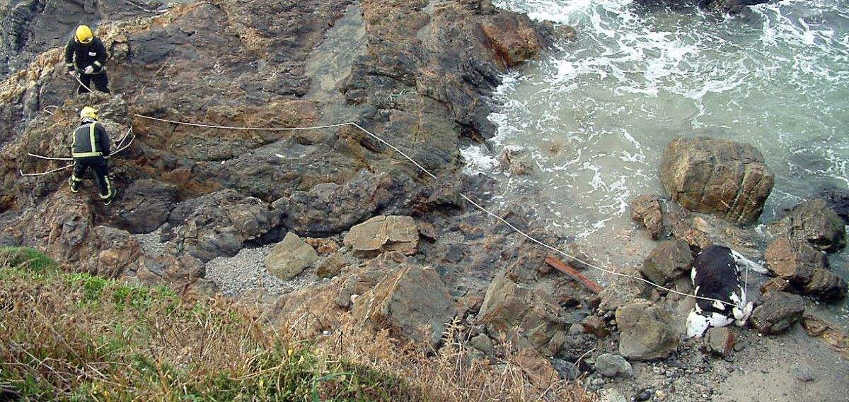 Retirada del cadáver del buey que apareció en la playa de Bascuas