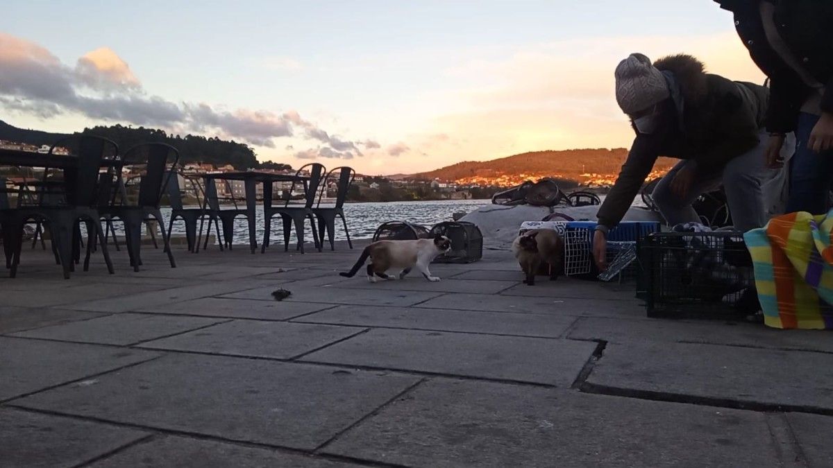 Campaña de esterilización y control de poblaciones de gatos en Poio