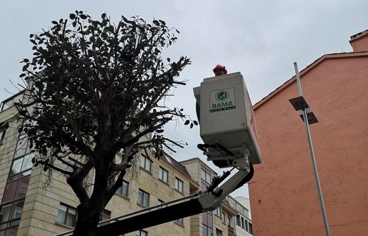 Poda de árbores