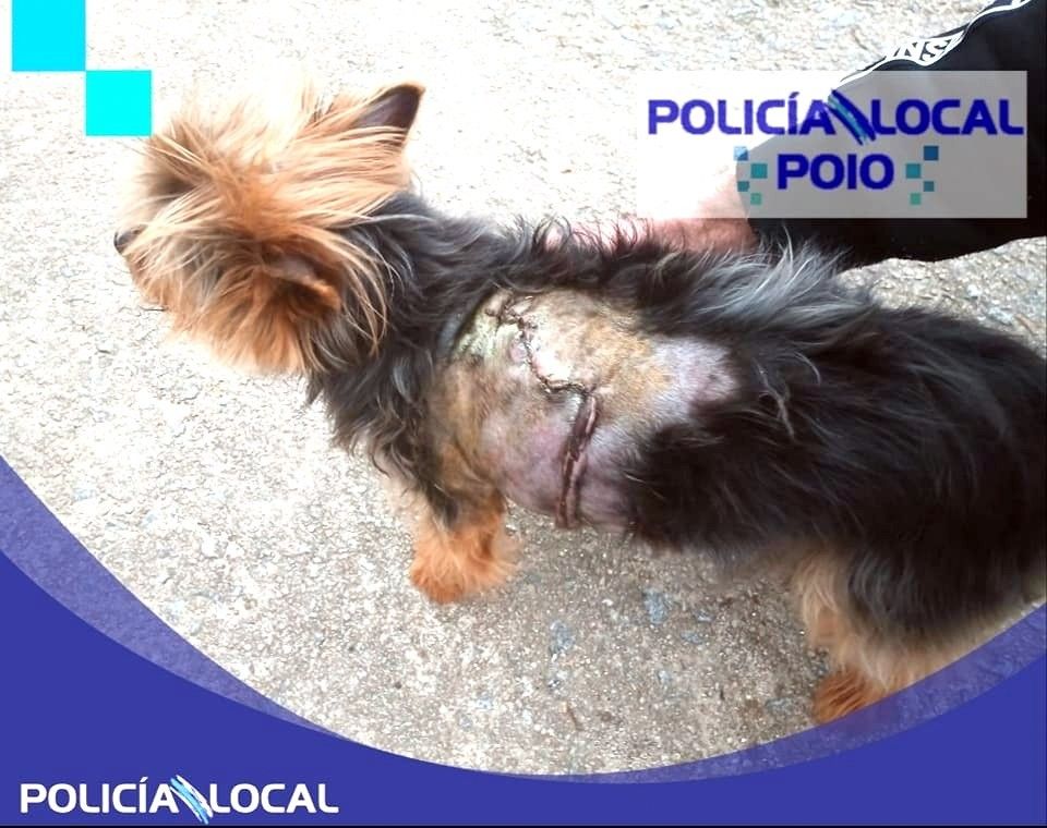 Can atacado por outro en Poio