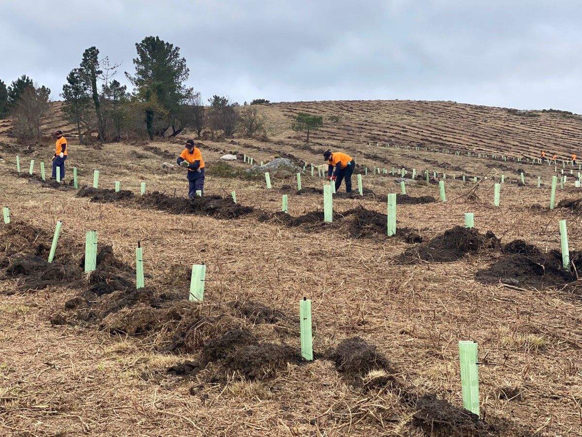 Repoboación forestal no monte comunal de Quireza (Cerdedo-Cotobade)